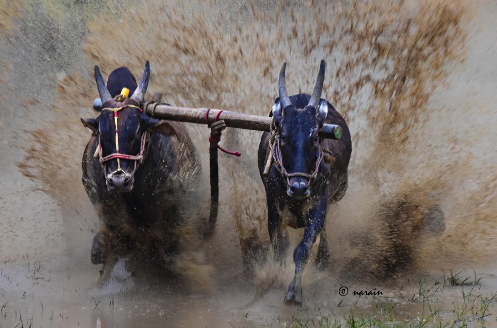 Bullocks at  the final laps, in one of the competitions conducted at Ahalia Nature Campus