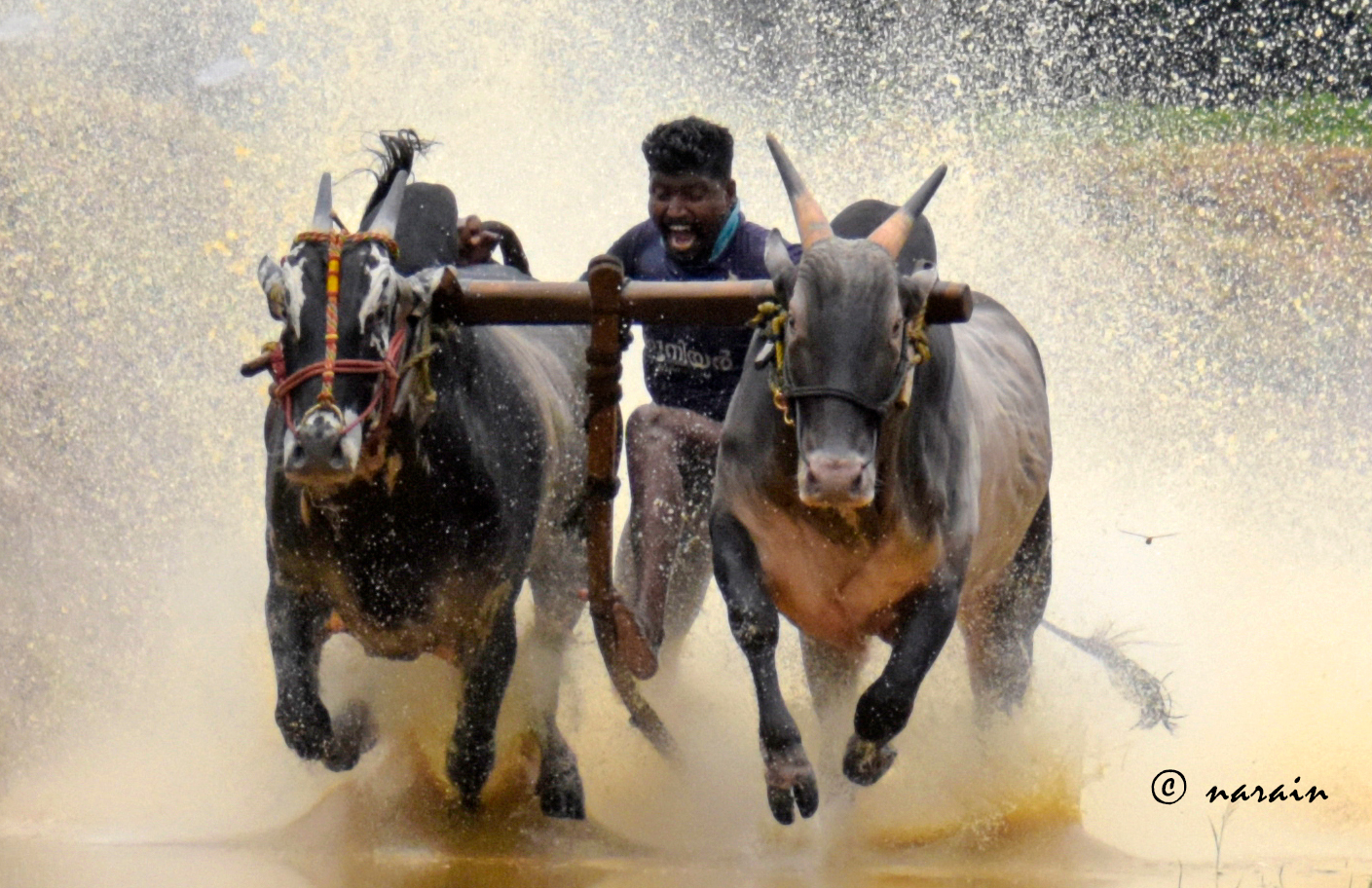 A stunning finishing moment in the Kalappoottu race, from the Kanjikode events
