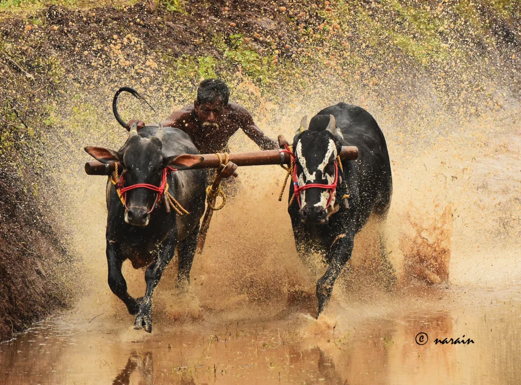 This is an amazing picture shot at the Kalappoottu conducted at Malampuzha area Palakkad