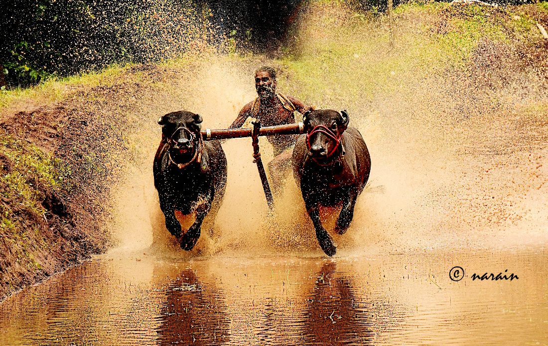 One of the wonderful pairs of heavy bulls driven by a well known Jockey ' Unniettan'. The image was shot at the "Kalappoottu Malsaram" conducted at Malampuzha,, Palakkad