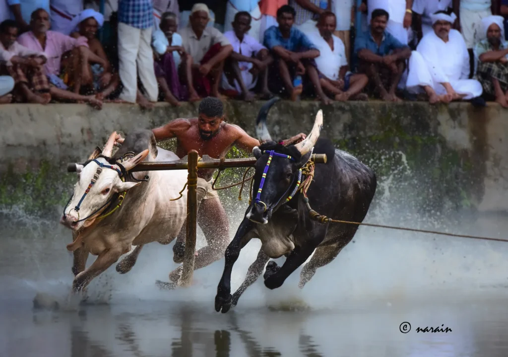 One of the images shot at Tirur Kalappoottu  Malsaram event 