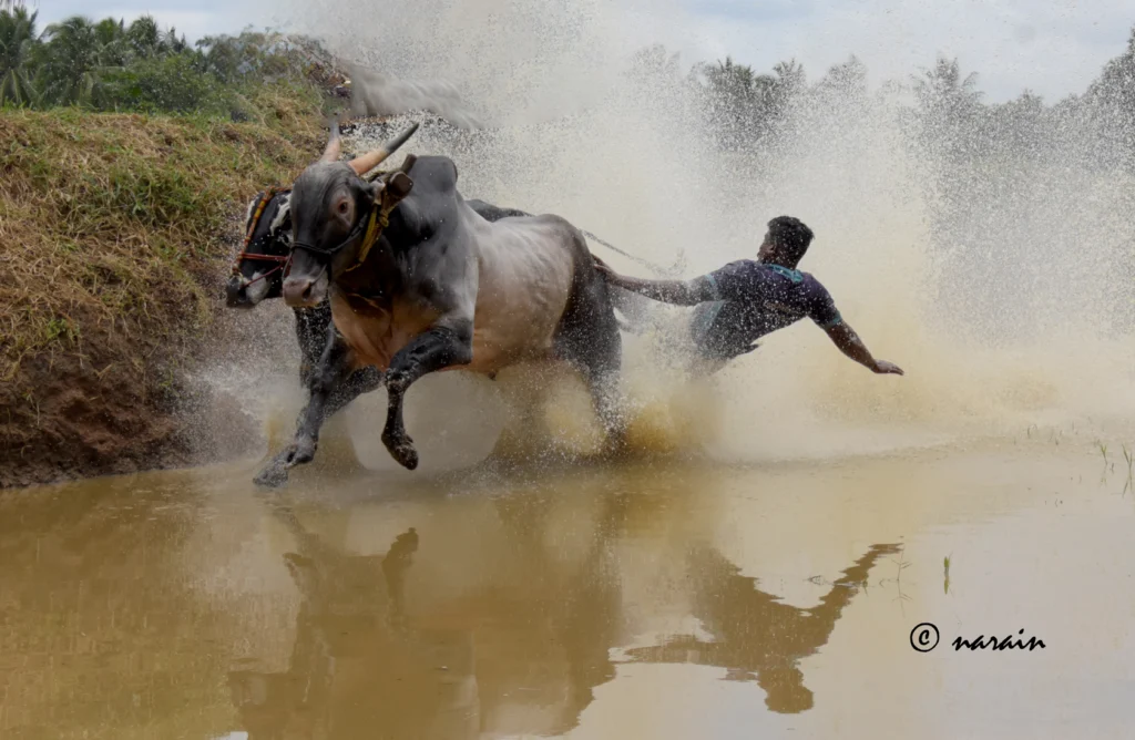 This is a freezing moment, where in the jockey is falling at the final lap of the race
