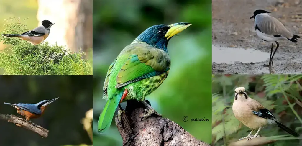 The image shows the pictures of Himlayan birds from Sattal eg,, Black-headed Jay, Great Barbet, Chestnut-bellied Nuthatch, River lapwing & Eurasian Jay.