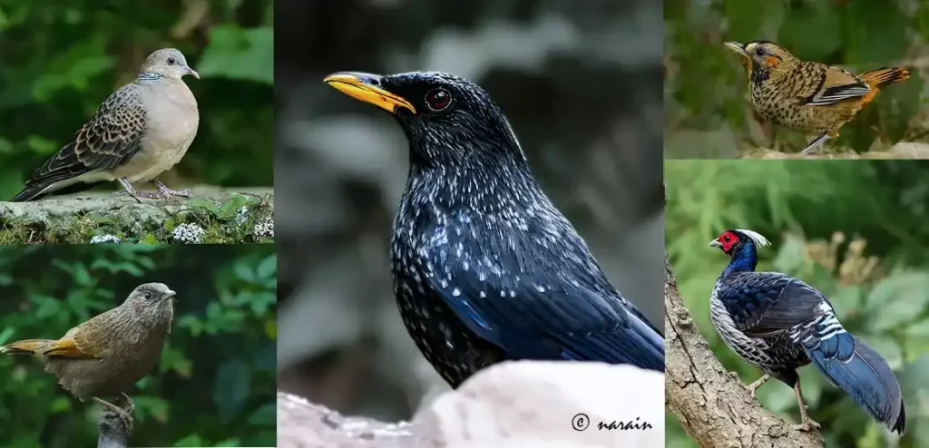 The related image represents, birds from Sattal eg Oriental Turtle Dove, Striated Laughingthrush, Himalayan Blue whistling Thrush, Rufous-chinned Laughingthrush & Kalij Pheasant