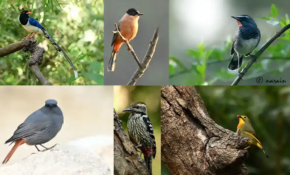 The relative picture represents birds from Sattal eg, Red-billed Blue Magpie, Rufous Sibia, Himalayan Rubythroat, Plumbeous Water Redstart, Brown-fronted woodpecker & Red-billed Leiothrix.