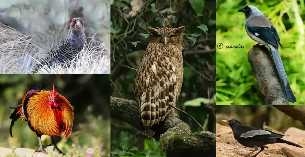 Couple of resident birds of Sattal-Uttarakand.
eg
Cheer Pheasant, Red Jungle Fowl, Brown Fish Owl, Grey Treepie & Grey-winged Black Bird )