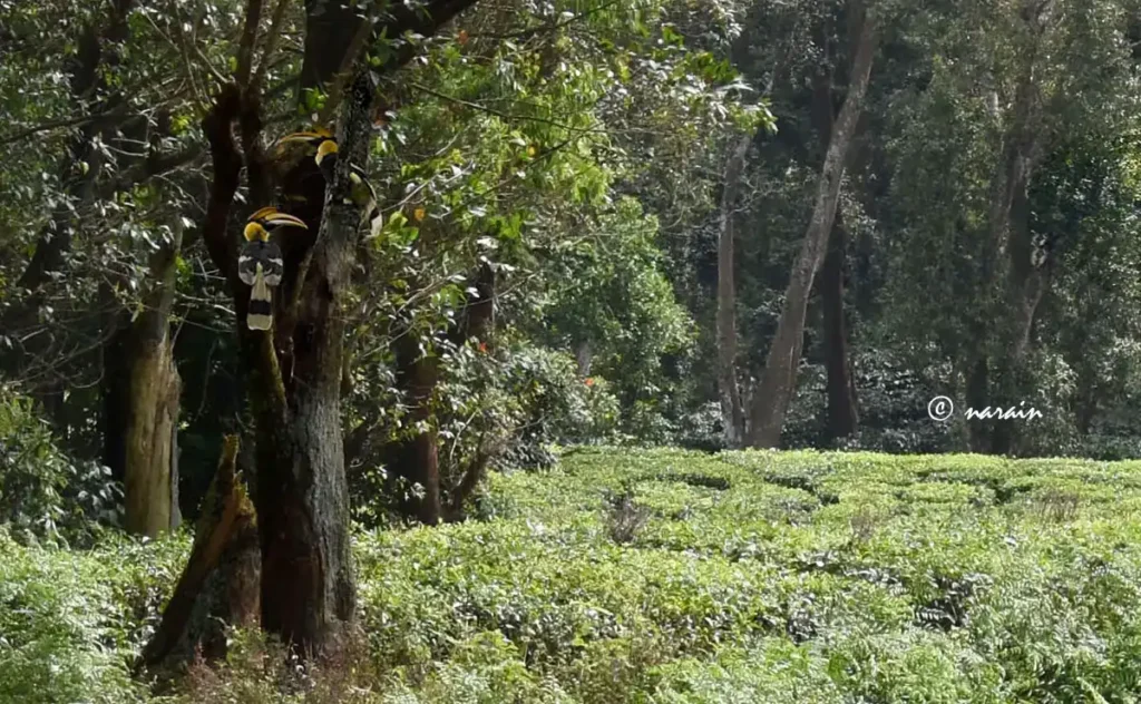 A pair of Malabar great hornbills perched on a tree with expansive Nelliampathy tea garden and wild trees in the backdrop.