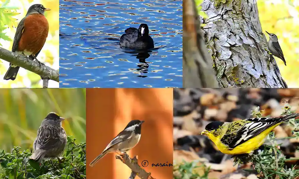 The collage image represents the birds , American Robin, American coot, White-bellied Nuthach, Goldern crowned sparrow, Chestnut backed chickadee and lesser gold finch. photographed at Annabel lake Bishop Ranch CA