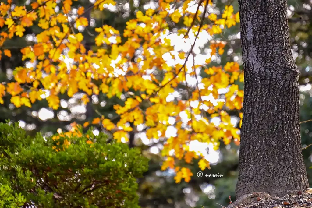 An amazing sight of Bishop Ranch area in the golden hours in one of Autumn days
