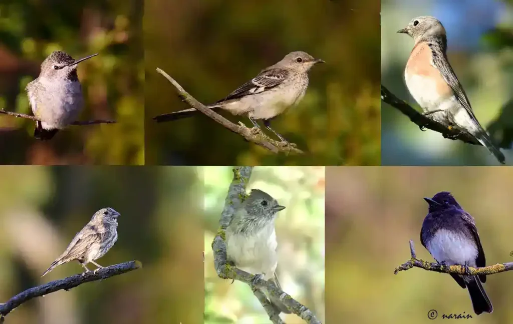 The image shown here is a collage of few birds sighted at Ulistac Natural Area, Santa Clara.
Anna's Humming bird, Northern Mocking Bird, Western Blue Bird, House finch, Oak tit mouse and Black phoebe.
