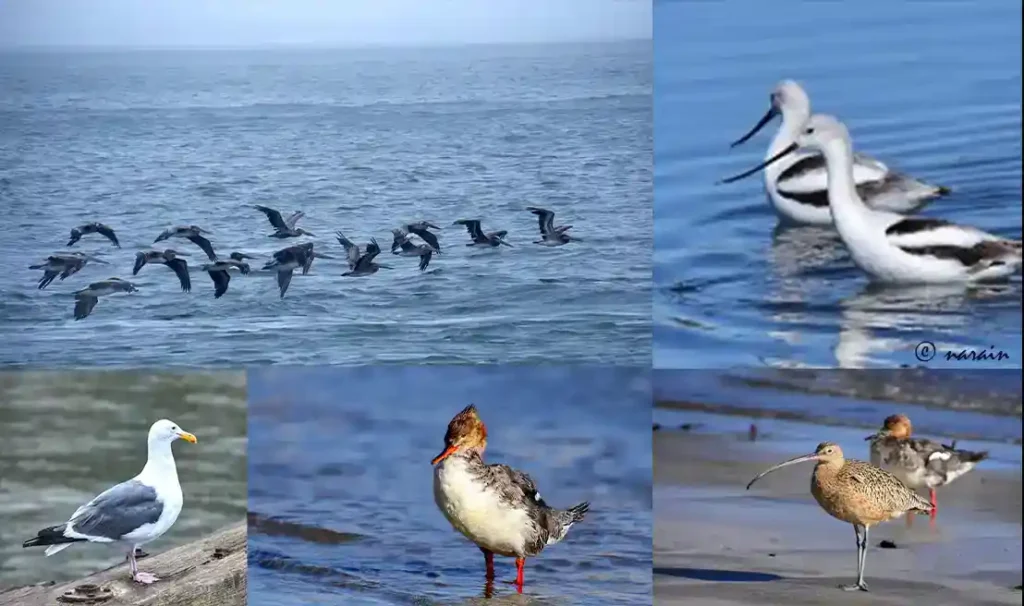 The birds shows here are Brown pelicans as a flock, American Avocets, Western gull, Red breasted merganser and Long billed Curlew photographed in and around the water body of the Golden Gate Bridge , Sanfrancisco.