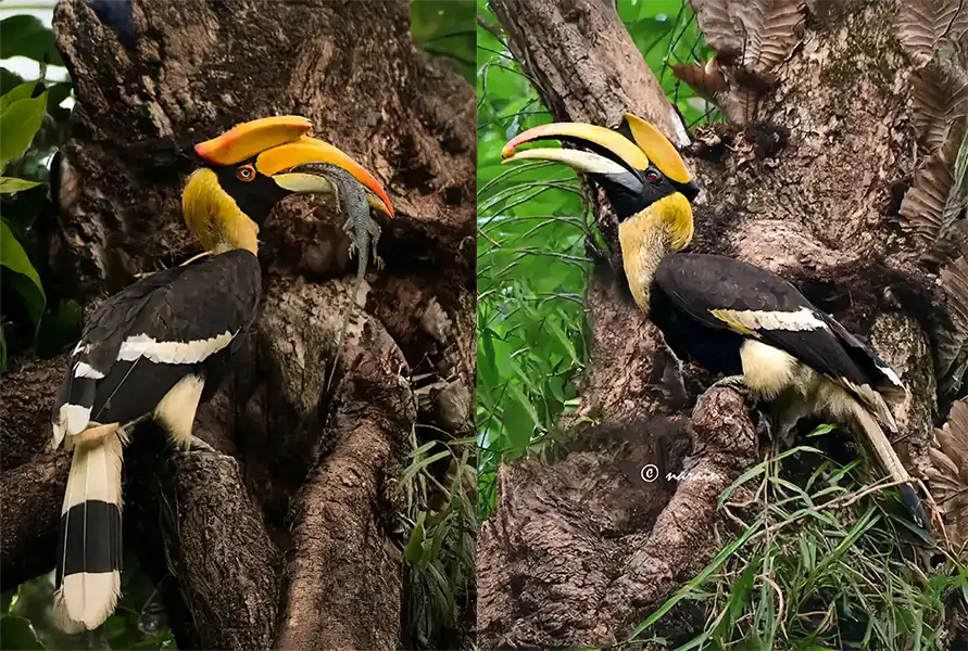 “Collage showing a female Malabar Great Hornbill holding a lizard in its beak and a male hornbill carrying a berry.”