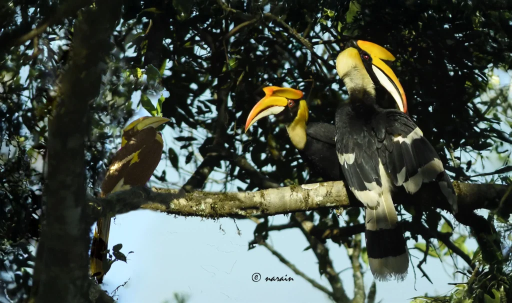 The image shows a Malabar great hornbill chick partially hidden while the parent birds are perched nearby with cautious look, in the Nelliampathy hills.