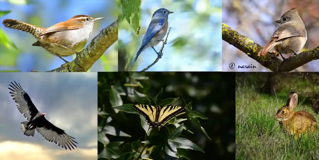 The collage attached shows House wren, Western Blue bird, Oak tit mouse, California Condor, Swallowtail Butterfly and Eastern Cottontail Rabbit photographed at Iron Horse trail.