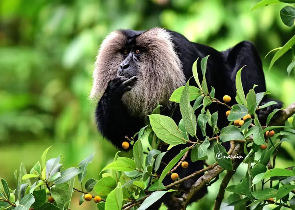 “Lion tailed macaque sitting on a tree branch, attentively observing its surroundings in the Nelliampathy forests.”