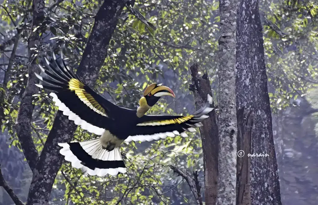 “Malabar Great Hornbill in mid flight above the Nelliampathy forest canopy, heading toward the top of a tree.”