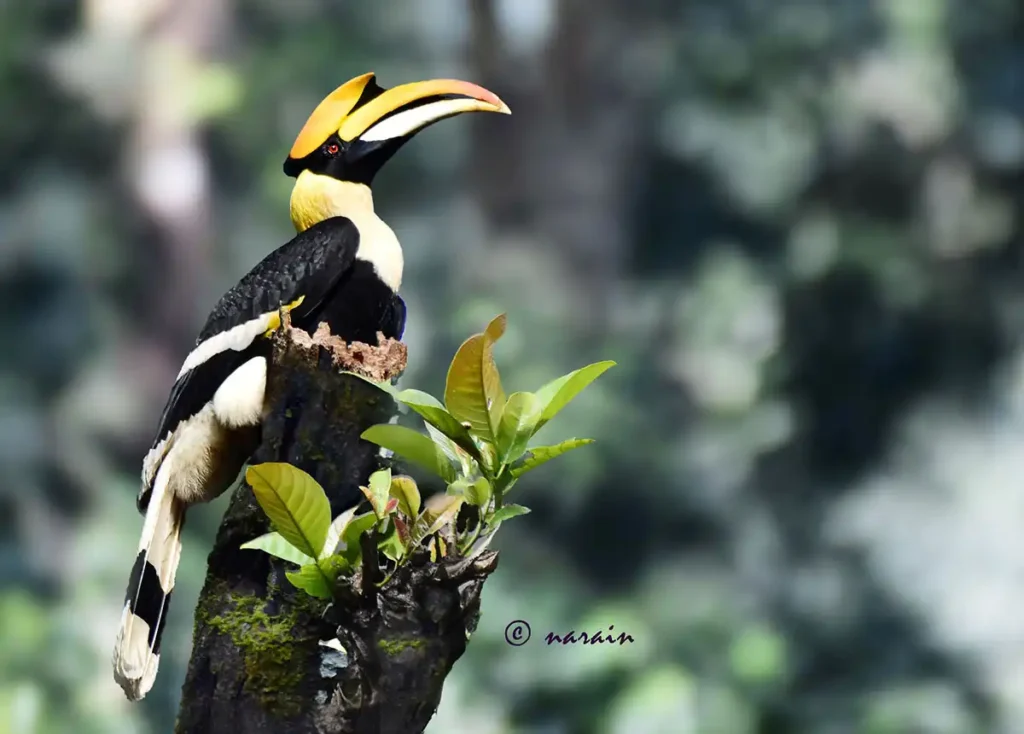 “Male Malabar Great Hornbill perched on a tree, head slightly raised as it looks upward.”