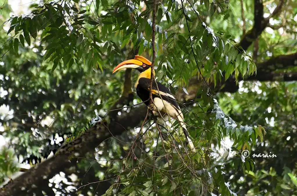 “Malabar Great Hornbill perched on a tree, blending naturally into the dense forest backdrop.”