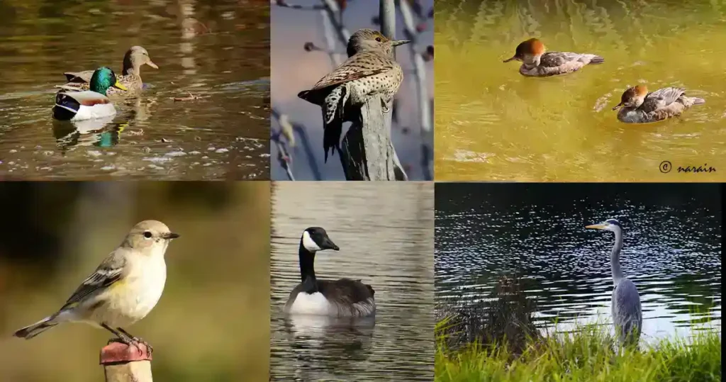 The picture shows, Common Mallards, Northern flicker, Crestard Merganser, Bay backed warbler, Canadian gheese and Great blue heron clicked along Coyote Creek, San Ramon.